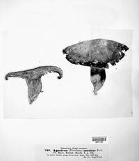 Tricholoma acerbum image